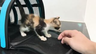 SHOCKINGLY Adorable Kitten Reactions to Nail Trimming
