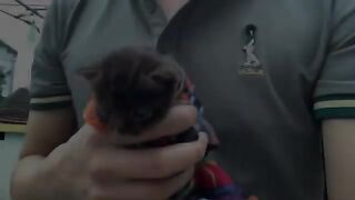 A lonely kitten abandoned under a bridge is adopted and gets milk for the first time