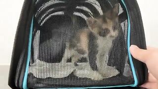 Can You REALLY Focus with a Kitten by Your Side