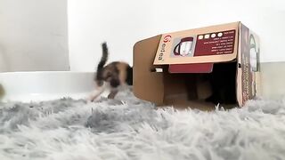 The rescued kittens met the house cats. They played together all day without getting tired.