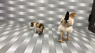 The kitten gets its first bath. The hen waits.