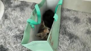 Two adopted kittens play together for the first time