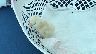 The first meeting of kittens and chicks, adorable meeting