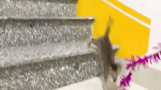 kittens and chicks play together, the chicks run after the kittens