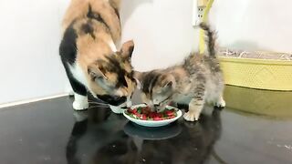 The mischievous kitten wants to sleep with its owner instead of the gentle big cat