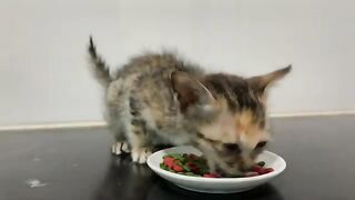 The kitten's life is happy, the kitten is taken care of by the big cat