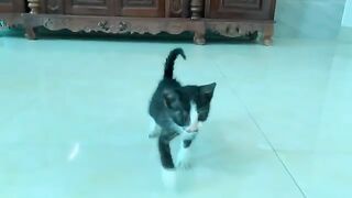 I didn't like black kittens until I took care of this kitten