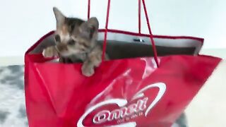 The two kittens were extremely happy playing together next to their owner