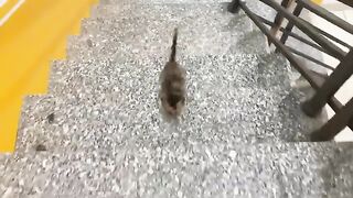 The kitten is happily mischievous next to its owner