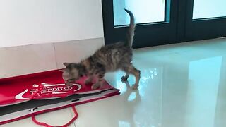 The Secret Stair Climbing Behavior of Mischievous Kittens