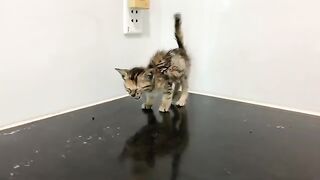 How dirty will a kitten's first bath be?