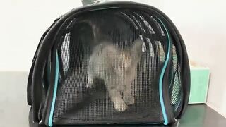 The CUTEST kitten's first meal ever recorded