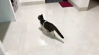 What Happens When a Kitten Meets a Big Cat for the First Time