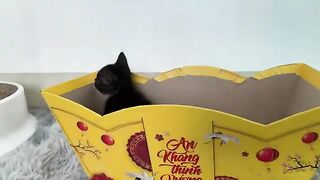 The rescued cat is no longer afraid. It regards me as its mother.