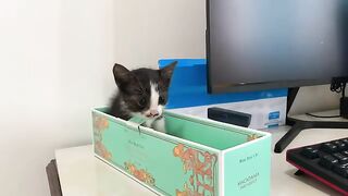 One Sleepy Kitten Stops Dad from Working
