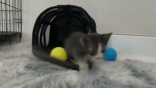 Dad guided the kitten to play ball, the kitten played happily and fell asleep immediately after