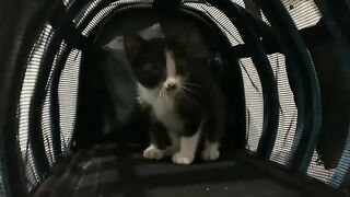The kitten's previous worried expression had disappeared, this was the kitten's first meal