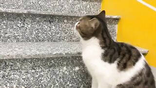 The meeting between an adopted kitten and a big cat in the house