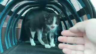 You Won't Believe How Dirty This Rescued Kitten Gets!