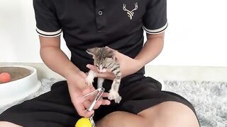 KITTEN CHAOS! First time refusing to have his nails trimmed