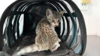 The kitten did not want to bathe and meowed for its mother