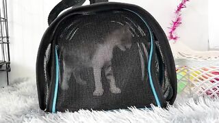 What Kittens LOVE to Do at This Age Will SHOCK You