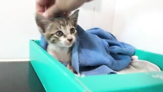 Kittens cannot get milk from big cats, so they switch to eating cat seeds
