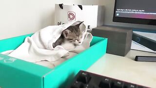 The cutest kitten is waiting for its owner to go to work