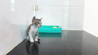 Human hands become mothers, lulling kittens to sleep.