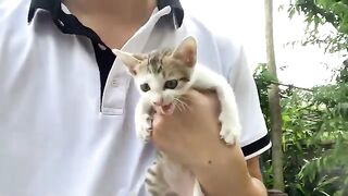 A 1 month old kitten abandoned under a bridge cried when it first met a human