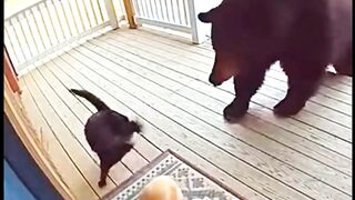 HERO CAT Saves Baby From Bear Attack! #CCTVFootage #animals #bestmoments #cat