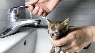 The weak kitten will sleep after I give it milk