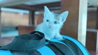 Want a Furry Friend? Watch This Kitten Rescue Now!