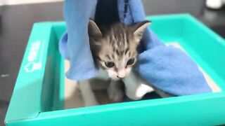Kittens go to sleep
