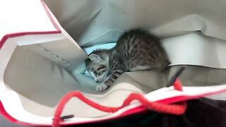 Journey to rescue and make friends with kittens | from avoidance and fear to trust