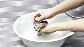 Cute asking for milk after bathing | A 20-day-old kitten was abandoned under a bridge