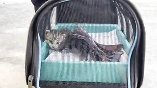 Rescued kitten refuses to accept big cat as adoptive mother