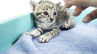 Kitten refuses milk for the first time | A 20-day-old kitten was abandoned under a bridge