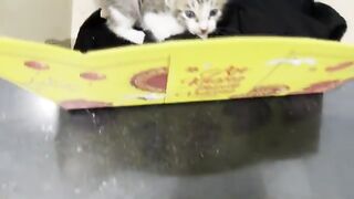 Messy first bath: Kittens from the shelter covered in poop | Cute animals
