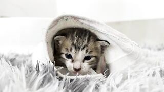 Palm size | The rescued kitten drank milk, washed his face and went to sleep