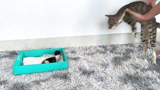 Adopt a kitten that hasn't opened its eyes yet, refuses to drink formula,and is adopted by a big cat