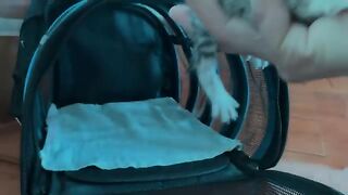 Palm size | The 20-day-old kitten was abandoned and his care journey was full of difficulties