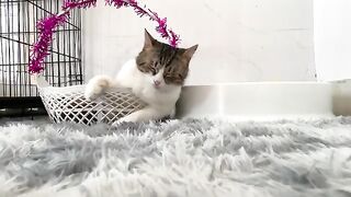 Rescued kitten sleeps with big cat in basket for the first time