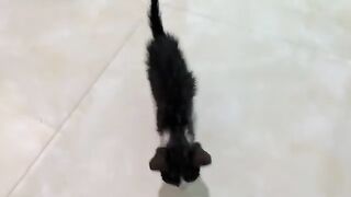 The kitten always wants to have its owner by its side, the kitten thinks I am its mother