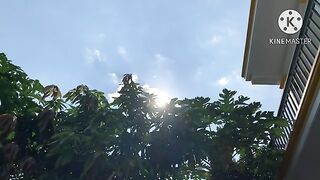 Play with cute kittens