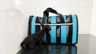 Kitten has been adopted and has gone to a new home