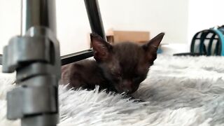 Kitten calls dad when he can't sleep