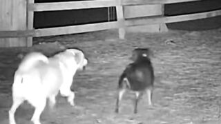 This Was Caught on a US Farm #CCTV #DogReaction #CaughtOnCamera #RealFootage
