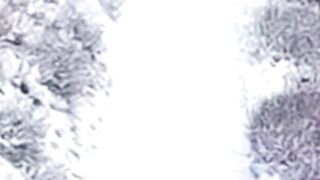 Bear Charge Stopped by Two German Shepherds #funny #animals #fyp #cctv