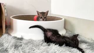 The kitten looks so cute after playing it